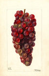 Vitis: Bauch