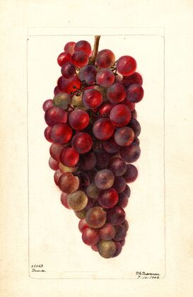 Vitis: Bauch