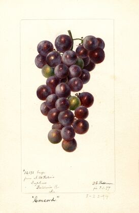 Vitis: Concord