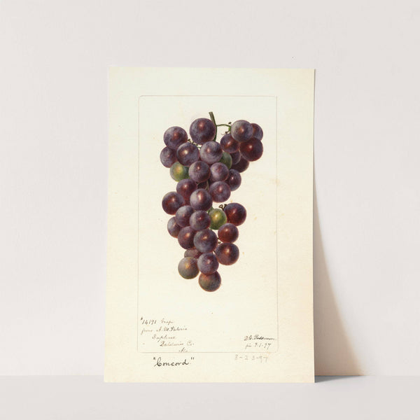 Vitis: Concord (1897) by Deborah Griscom Passmore