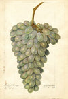 Vitis: Deis El Aunze