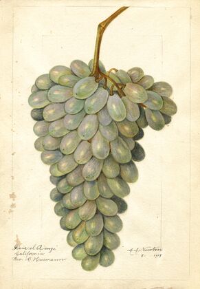 Vitis: Deis El Aunze