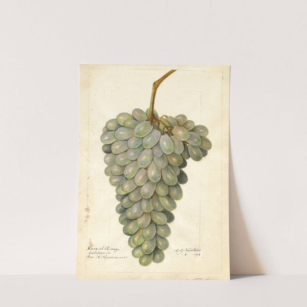 Vitis: Deis El Aunze by Amanda Almira Newton
