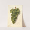 Vitis: Feher Szagos by Ellen Isham Schutt