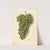 Vitis: Feher Szagos by Ellen Isham Schutt