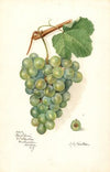 Vitis: Geraldine