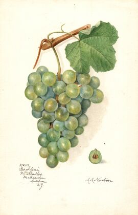Vitis: Geraldine