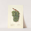 Vitis: Geraldine Studley by Ellen Isham Schutt