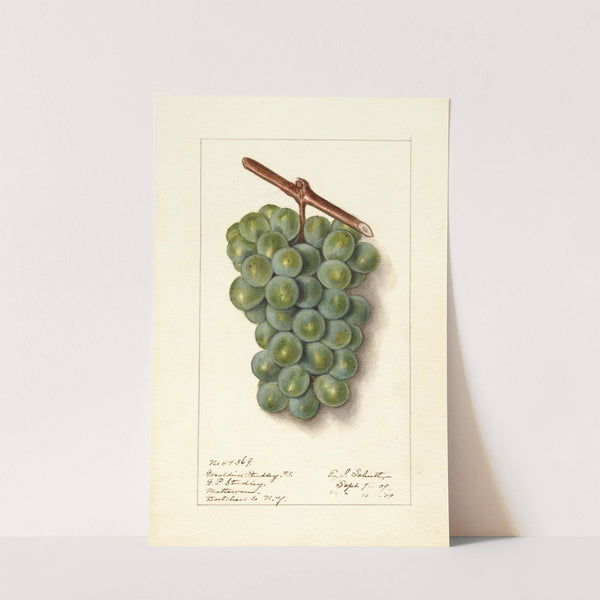 Vitis: Geraldine Studley by Ellen Isham Schutt