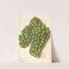 Vitis: Golden Queen by Ellen Isham Schutt