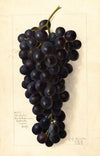 Vitis: Goolabie