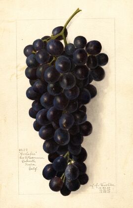 Vitis: Goolabie