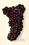 Vitis: Gros