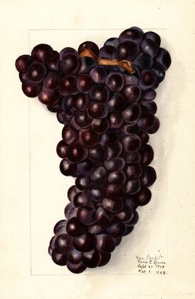 Vitis: Gros
