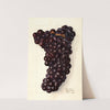 Vitis: Gros by Elsie E. Lower