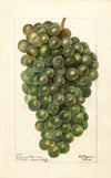 Vitis: Hungarian Millenium