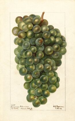 Vitis: Hungarian Millenium