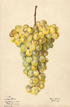 Vitis: Hybron Blanc