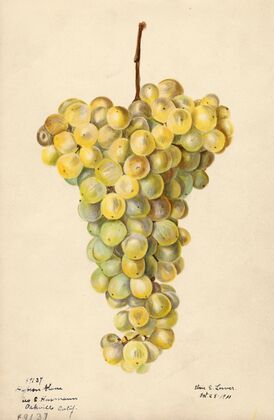 Vitis: Hybron Blanc