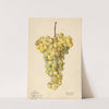 Vitis: Hybron Blanc by Elsie E. Lower