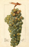 Vitis: Icicle