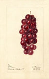 Vitis: Jacob Moore