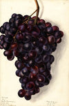 Vitis: Key