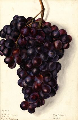 Vitis: Key