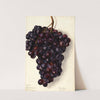 Vitis: Key by Elsie E. Lower
