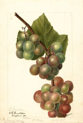 Vitis: Labrusca