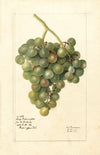 Vitis: Lady Washington