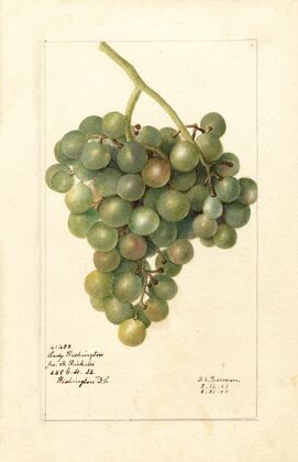 Vitis: Lady Washington