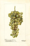 Vitis: Madelein Blanche de Jacques