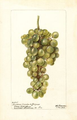 Vitis: Madelein Blanche de Jacques