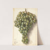 Vitis: Malaga by Ellen Isham Schutt