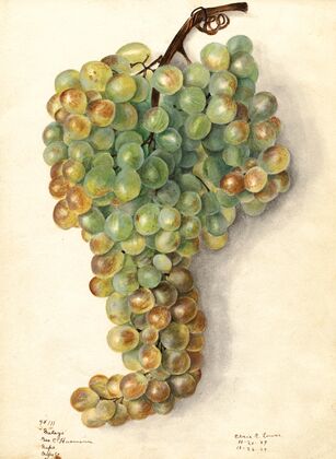 Vitis: Malaga