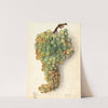 Vitis: Malaga by Elsie E. Lower
