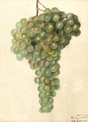 Vitis: Malaga
