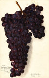 Vitis: Malvasia Rosario