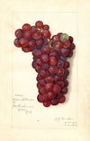 Vitis: Mammoth Delaware