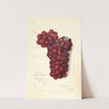 Vitis: Mammoth Delaware by Amanda Almira Newton