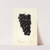 Vitis: McPike by Deborah Griscom Passmore