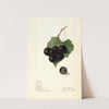 Vitis: Memory by Elsie E. Lower