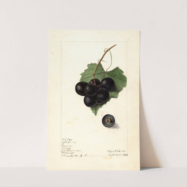 Vitis: Memory by Elsie E. Lower