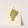 Vitis: Meyers No by Elsie E. Lower