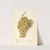 Vitis: Meyers No by Elsie E. Lower