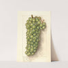 Vitis: Muscat de Frontignan by Ellen Isham Schutt