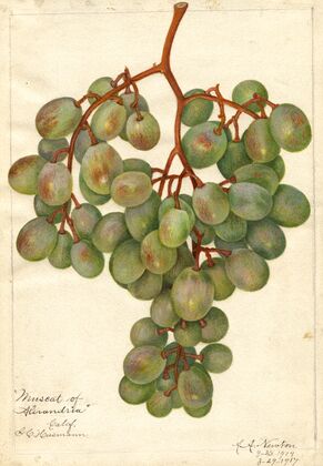 Vitis: Muscat of Alexandria — size preview