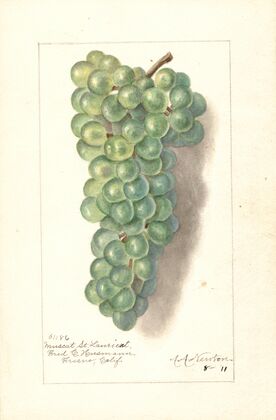 Vitis: Muscat St