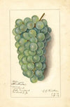 Vitis: Niagara